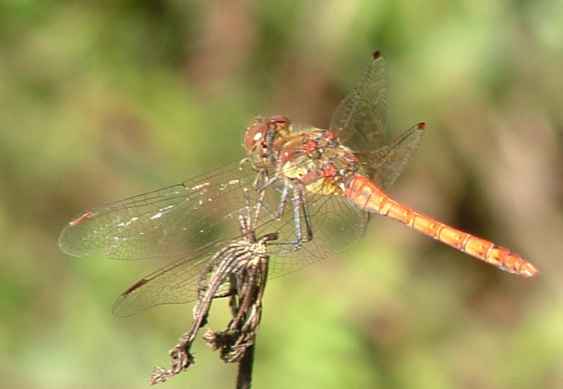 Sympetrum striolatus